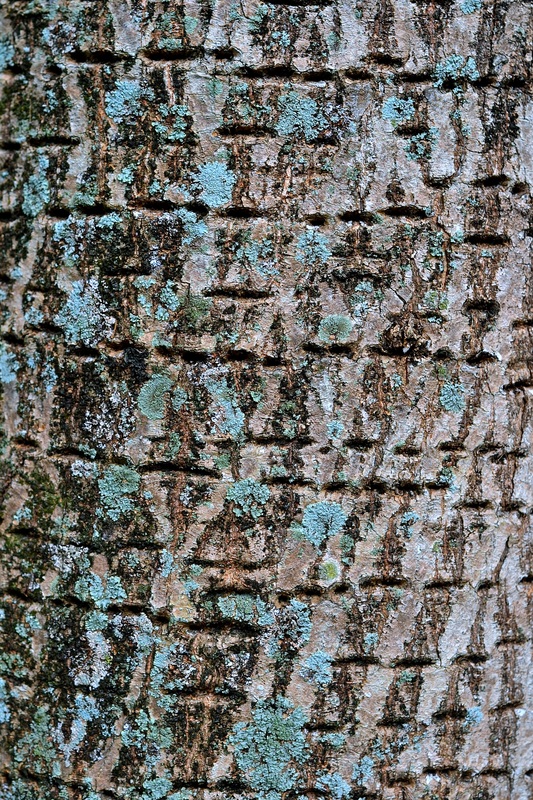 Natural tree bark gray