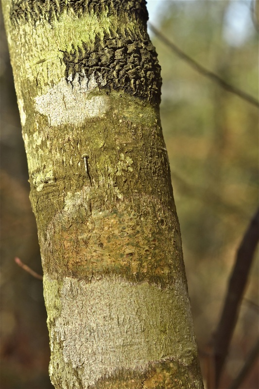 Natural tree bark in Virginia park