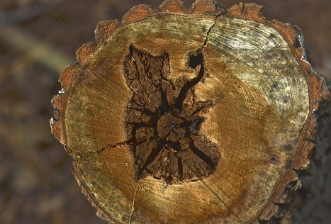 Slice view of tree trunk with rings and bark