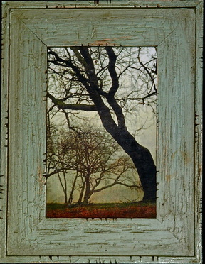 Photograph of Kiptopeke trees transferred to watercolor paper