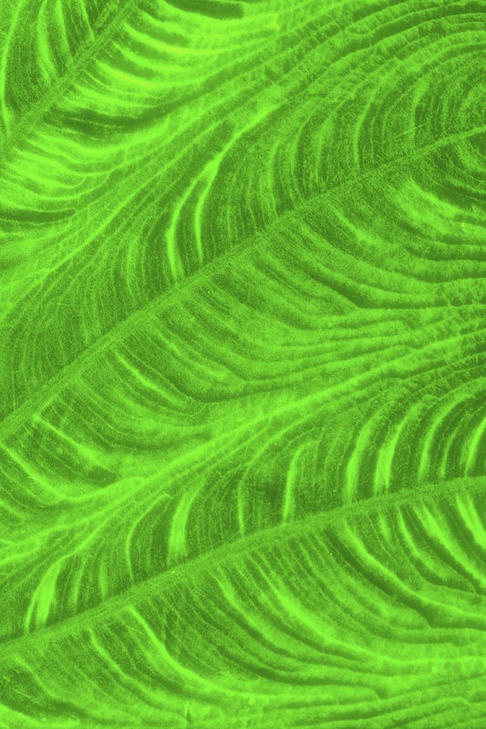 Close-up image of green leaf