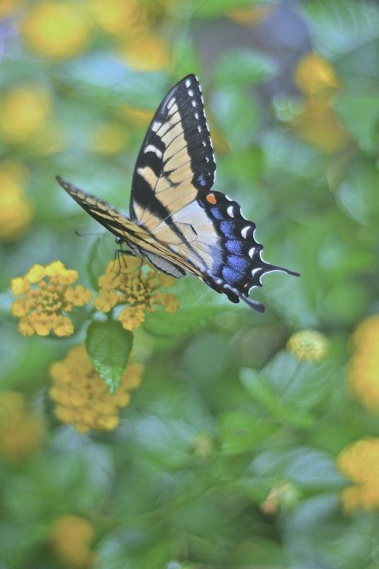 Picture of butterfly on flower