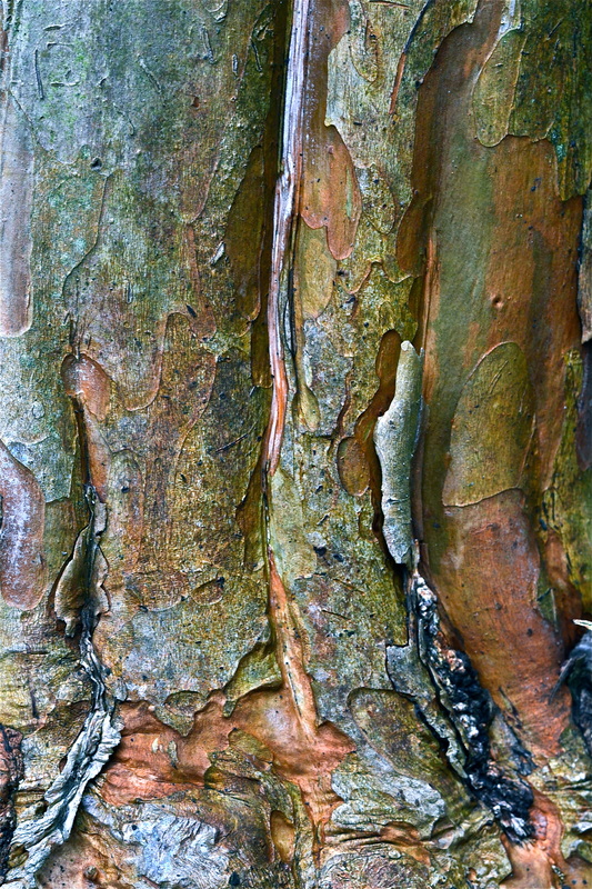 Stumpy tree with peeling bark