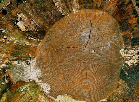 Close up of tree rings in stump