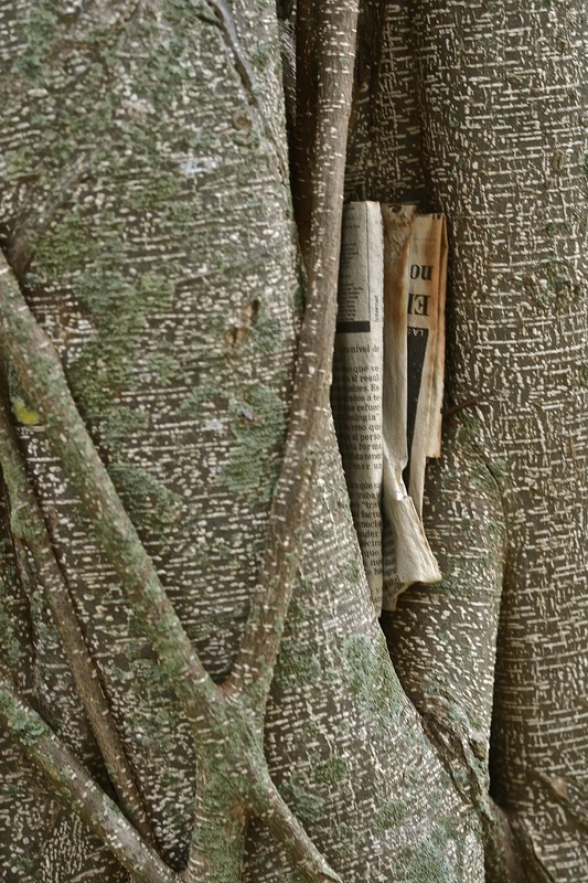 River Birch tree bark with folded newspaper stuffed into trunk