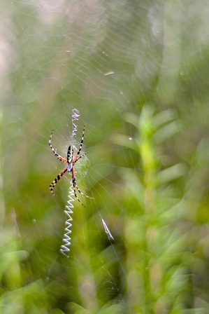 Large spider in garden web