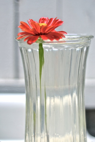 Image of red zinnia flower in glass vase