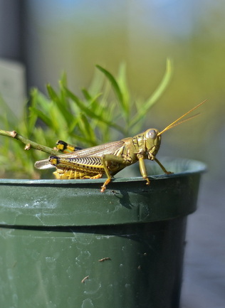 Grasshopper sitting on edge of plant pot