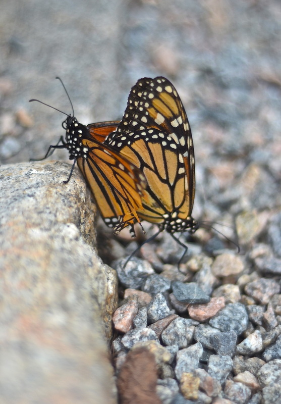Two monarch butterflies on gravel