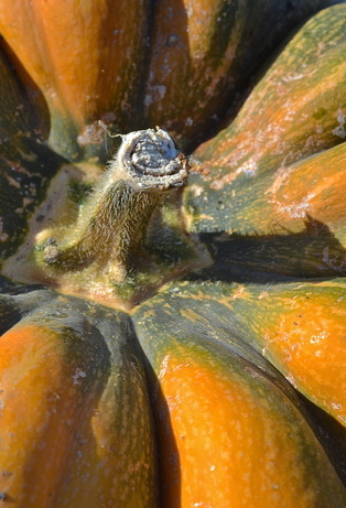Orange pumpkin close-up with stem