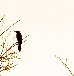 Photo transfer to watercolor blackbird in tree