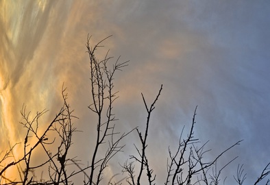 Sunset sky through tree branches