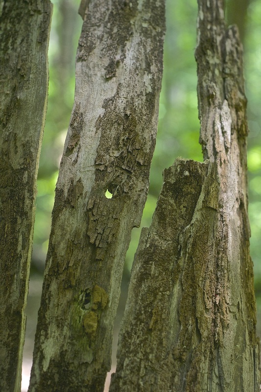 Natual tree bark on branches in park