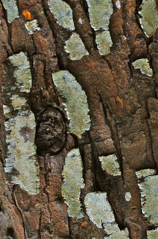 Tree bark with light and dark patches