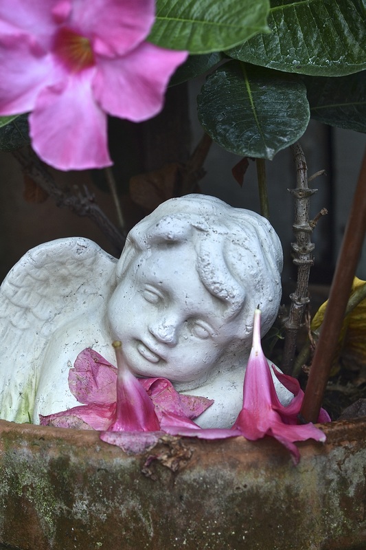 Angel statue in garden with flowers