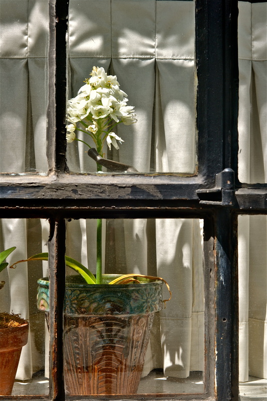 Sultry-colored Brooklyn window with potted flower