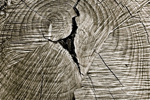 Cross-cut view of tree trunk with rings