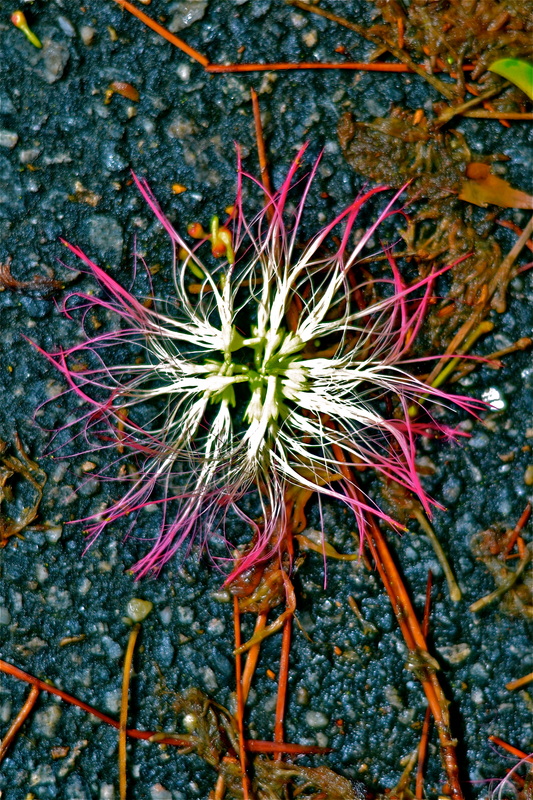 Colorful mimosa flower on the ground
