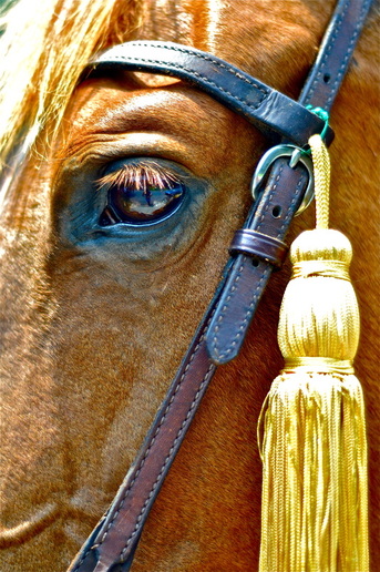 Horse's face and eye with strap and tassle