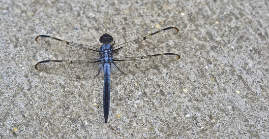 Dragonfly with wings spread on sidewalk