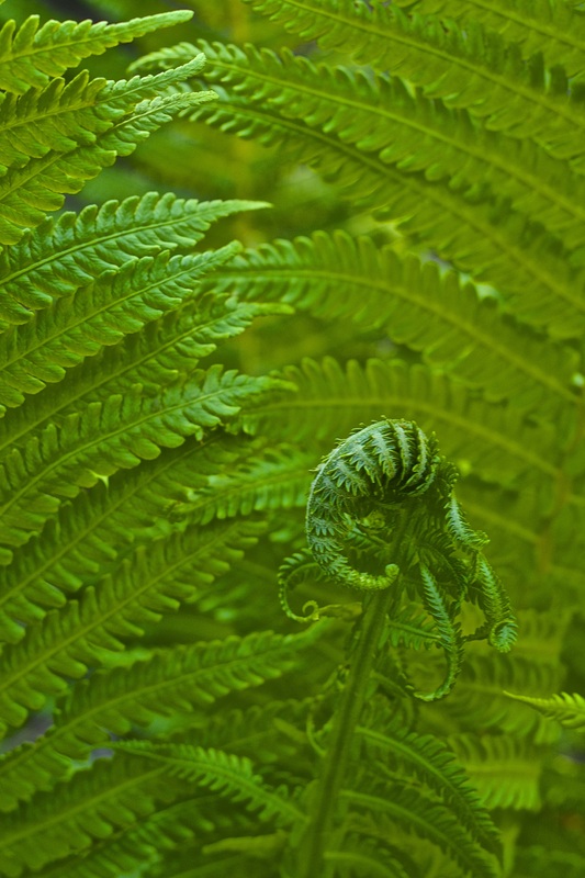 Image of green fern with curled leaf
