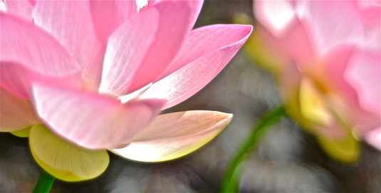 Pink lotus flower and its reflection