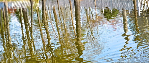 Reflection of trees in water at King's Grant Pond, Virginia Beach