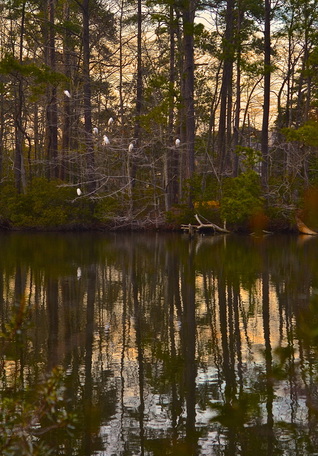 Egrets roosting in trees at lake