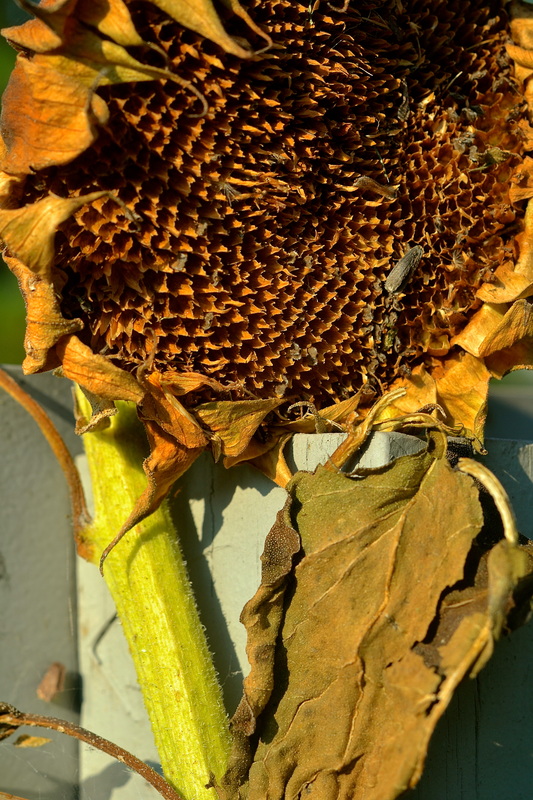 Wabi Sabi sunflower, Fenwick Island, Delaware