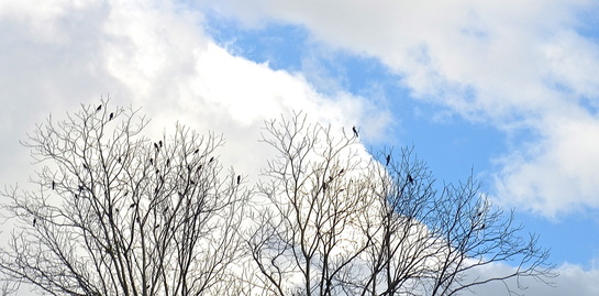Blackbirds in bare tree against blue sky with clouds