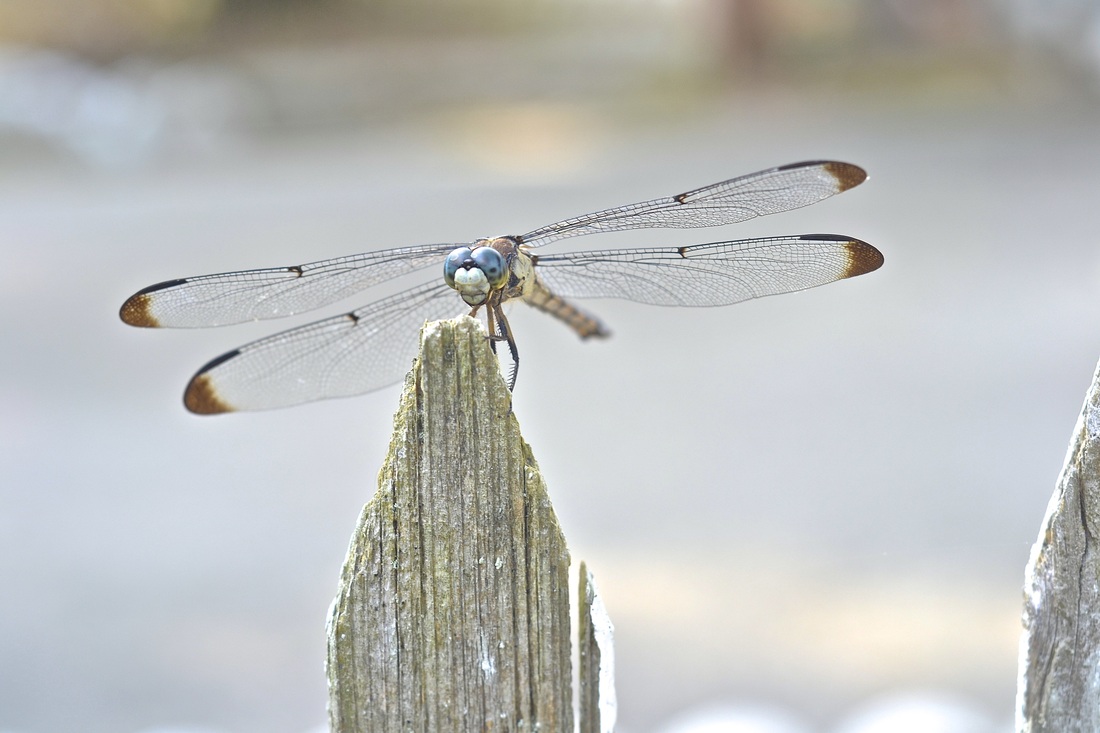 Dragonfly sitting on a fence point