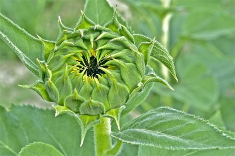 Blossoming sunflower bud