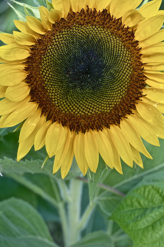Gorgeous sunflower at Stoney's Produce Farm
