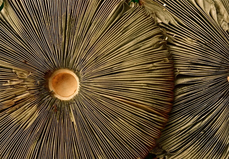 Close-up photograph of mushrooms