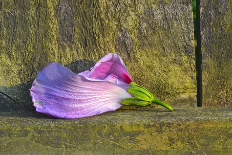 Rose of Sharon flower on wooden fence