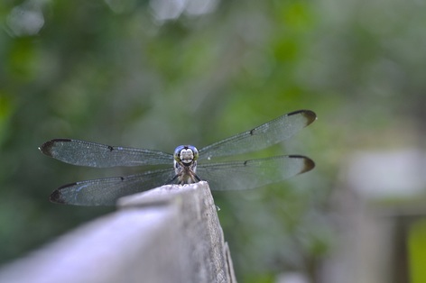 Blue dragonfly sitting on wooden fence