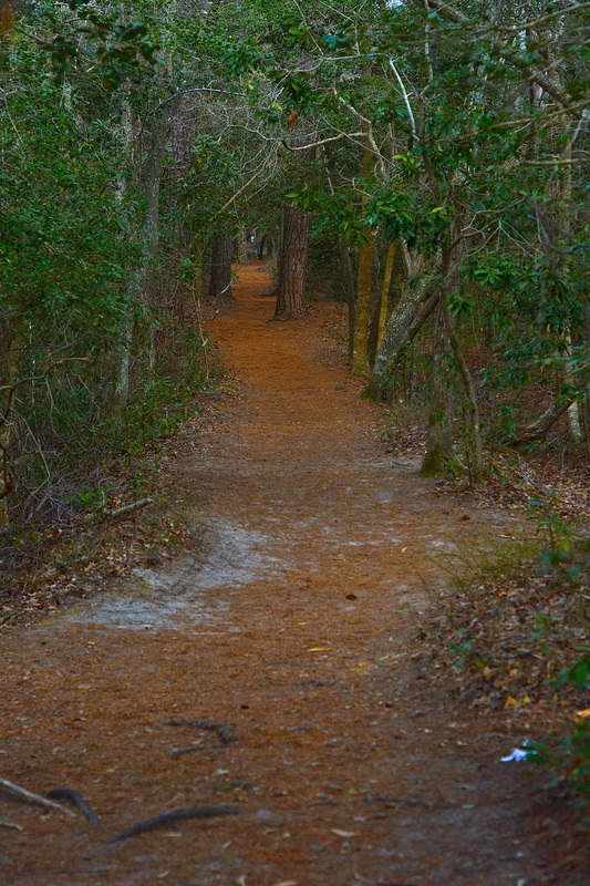 Beautiful long nature walking path at First Landing State Park, Virginia Beach