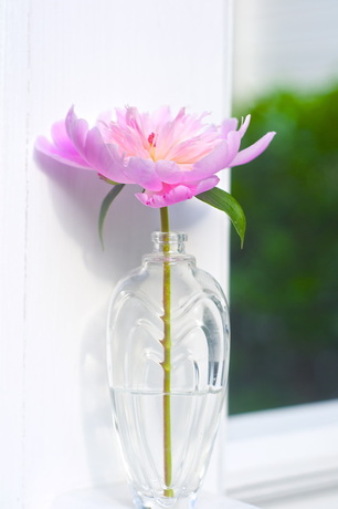 Pretty pink flower in clear vase