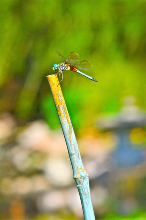 Blue Dragonfly Diana's Pond