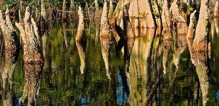Reflection of cypress trees in lake at First Landing State Park, Virginia Beach