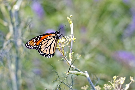 Monarch butterfly feeding on milkweed in garden