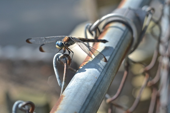 Dragonfly sitting on metal fence
