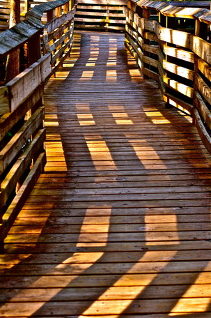 Wooden pathway at First Landing State Park, Virginia Beach, Virginia