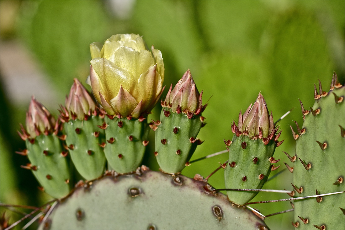Cactus with pink buds and yellow flower blooming