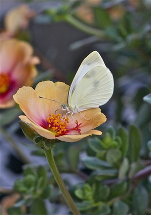 White butterfly on pretty flower