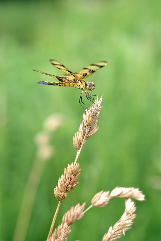 Yellow dragonfly landed on sea oats plant