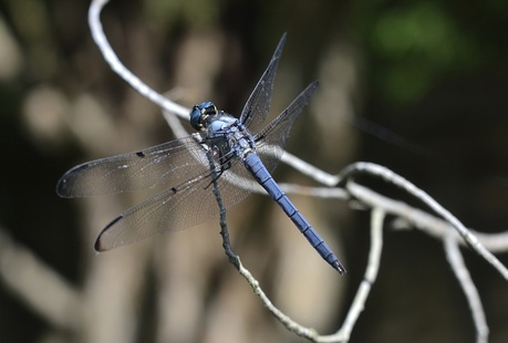 Pretty blue dragonfly on thin branch