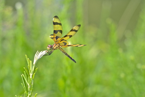 Pretty painted skimmer dragonfly on garden leaf