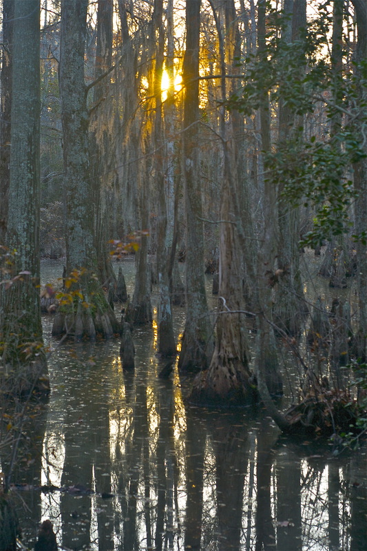 Sunset through cypress trees in water 