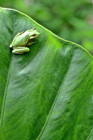 Small tree frog on big leaf